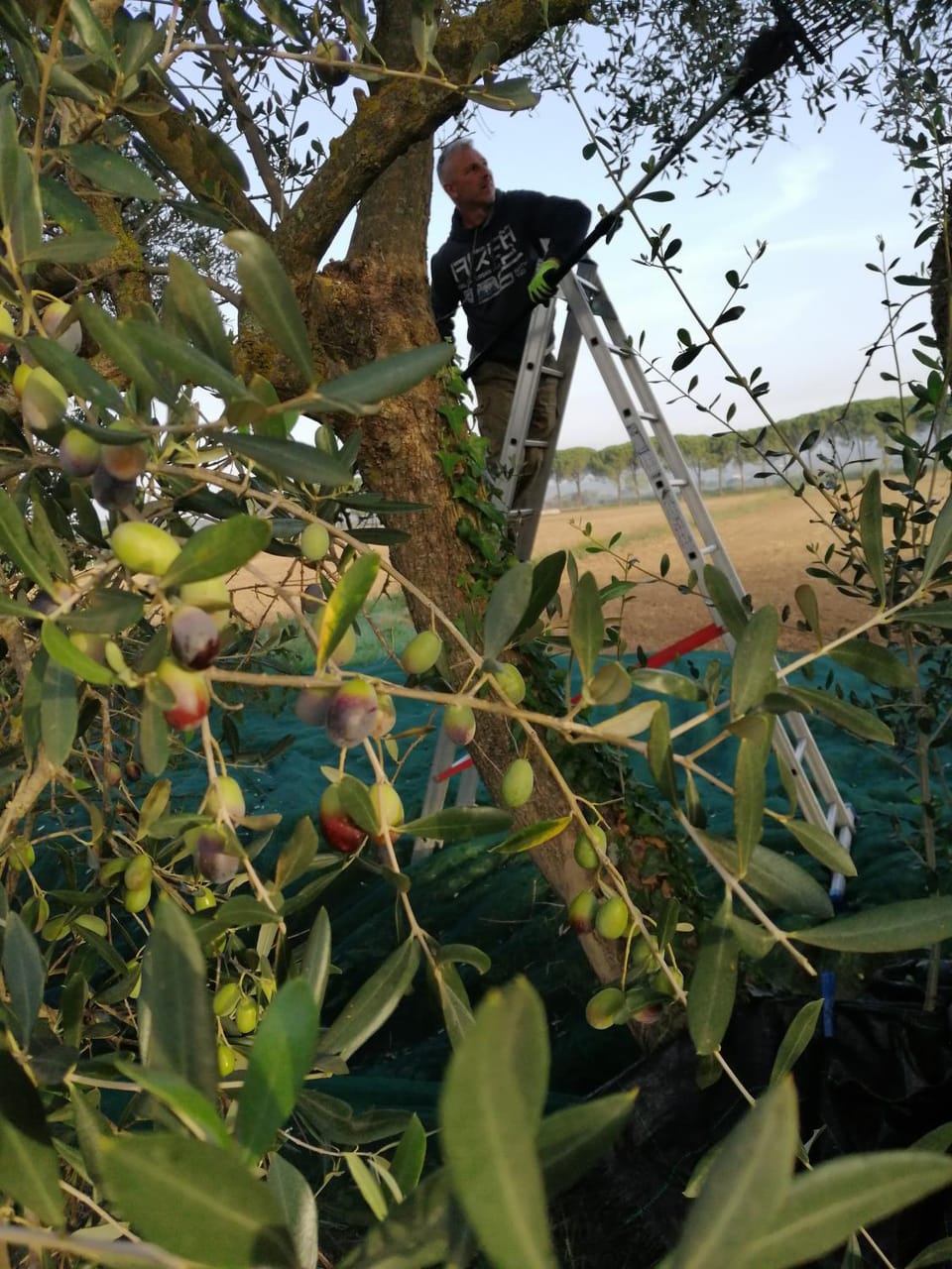 Il Podere di Sole Farm Stay in Tuscany