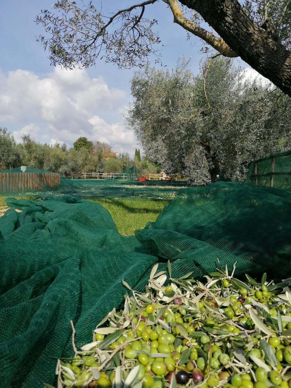 Il Podere di Sole Farm Stay in Tuscany