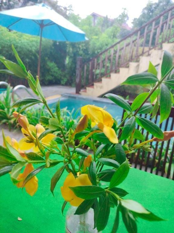 Day, Garden view, Swimming pool