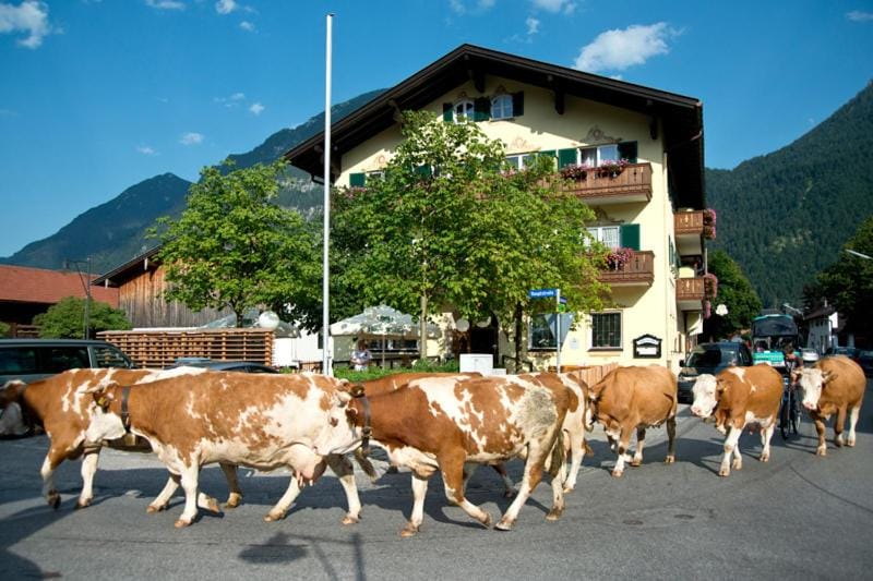 Animals, Mountain view