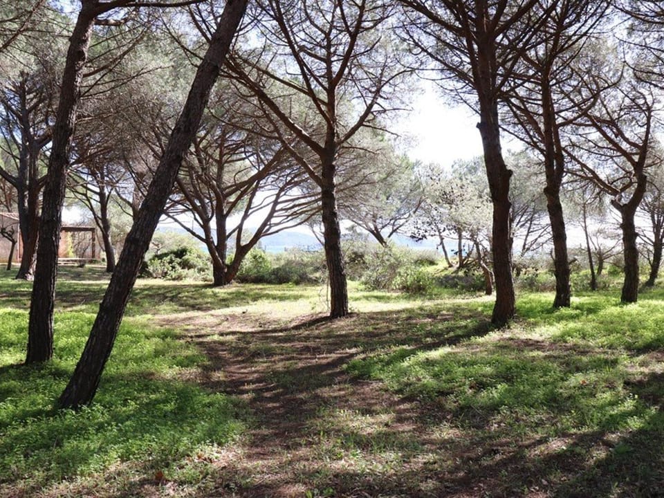 Villa de charme en pinède, 4 chambres climatisées, accès direct plage - FR-1-100-209 Villa in Cavalaire-sur-Mer