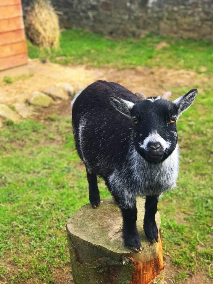 Self Catering - The Garden House House in Ireland