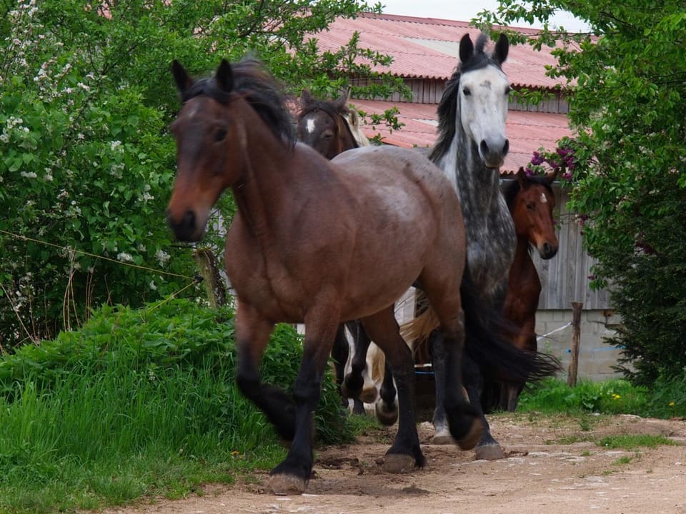 La grange Farm Stay in Bourgogne-Franche-Comté