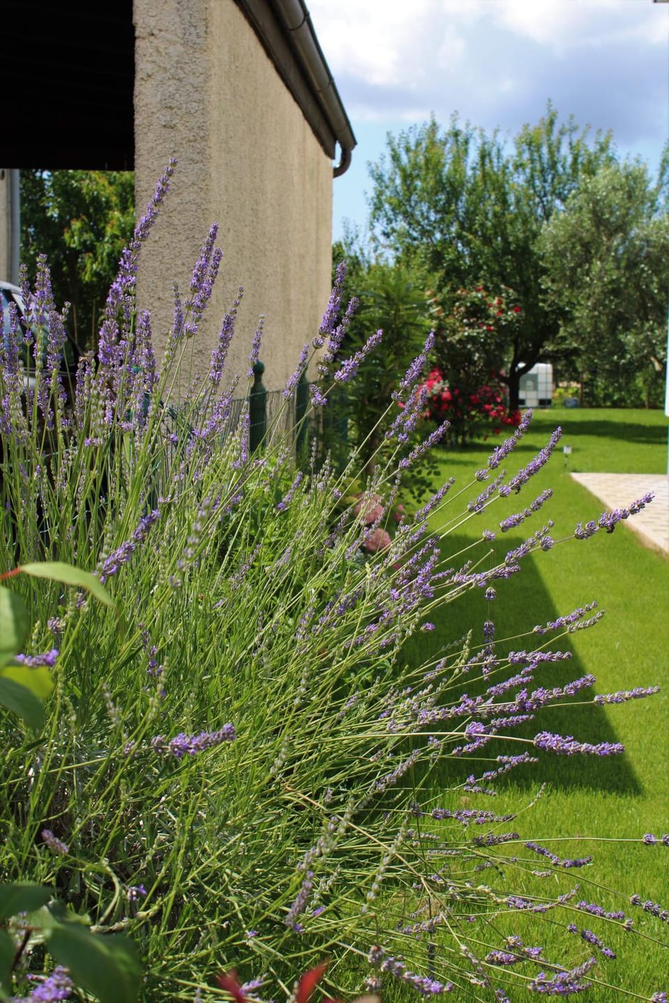 Spring, Natural landscape, Garden