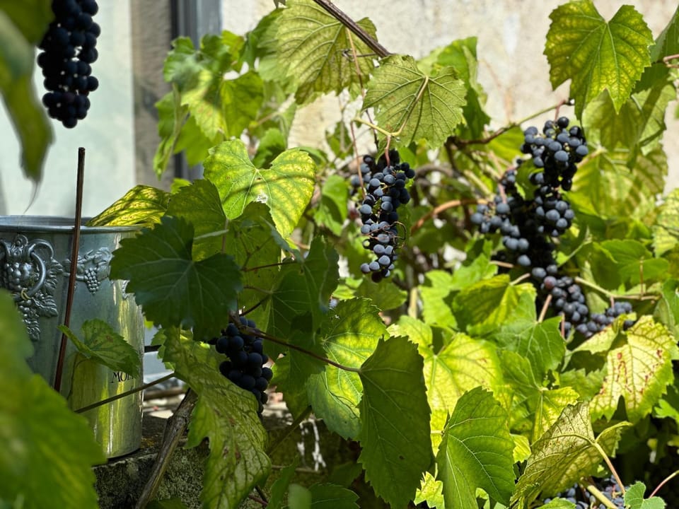 Maison au bord de l’eau Vacation rental in Bourgogne-Franche-Comté