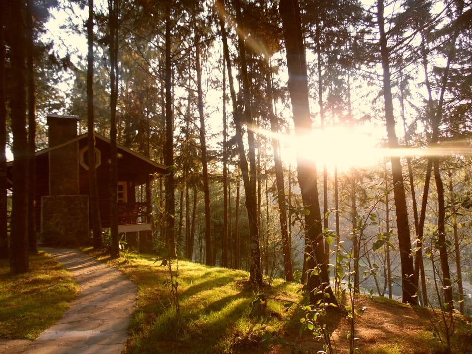 Garden, Sunrise