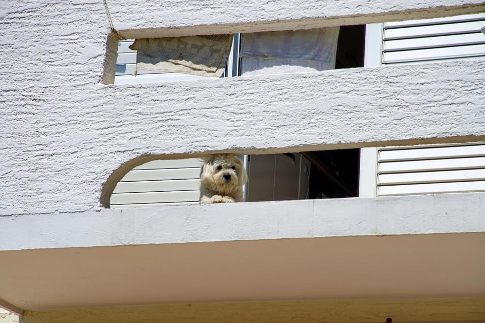 Pets