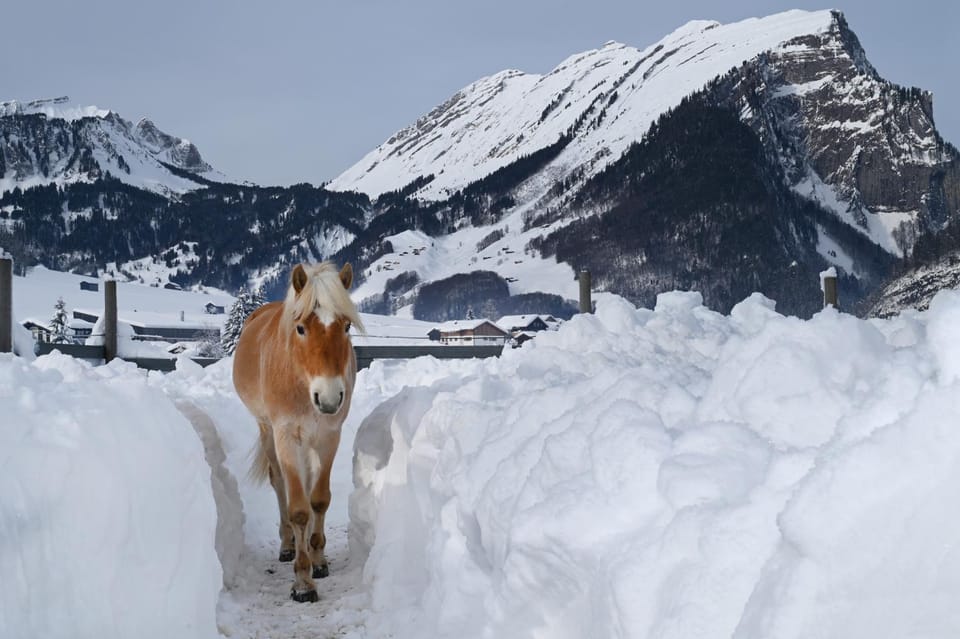 Haus Bergquell Apartment in Vorarlberg, Austria