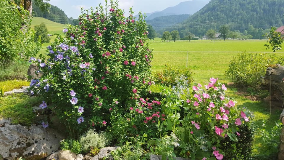Natural landscape, Garden