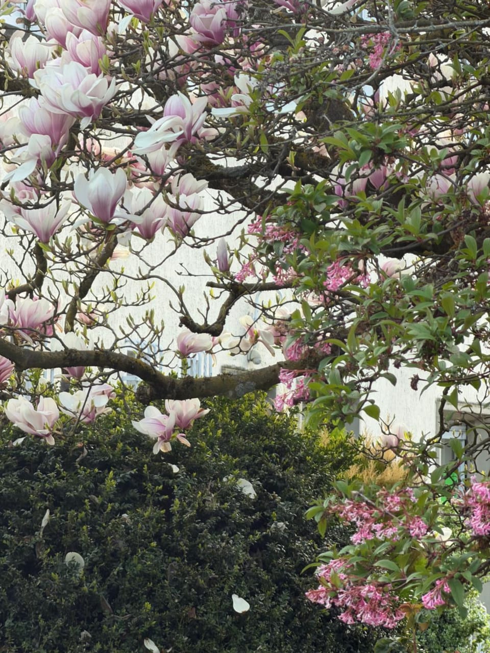 Spring