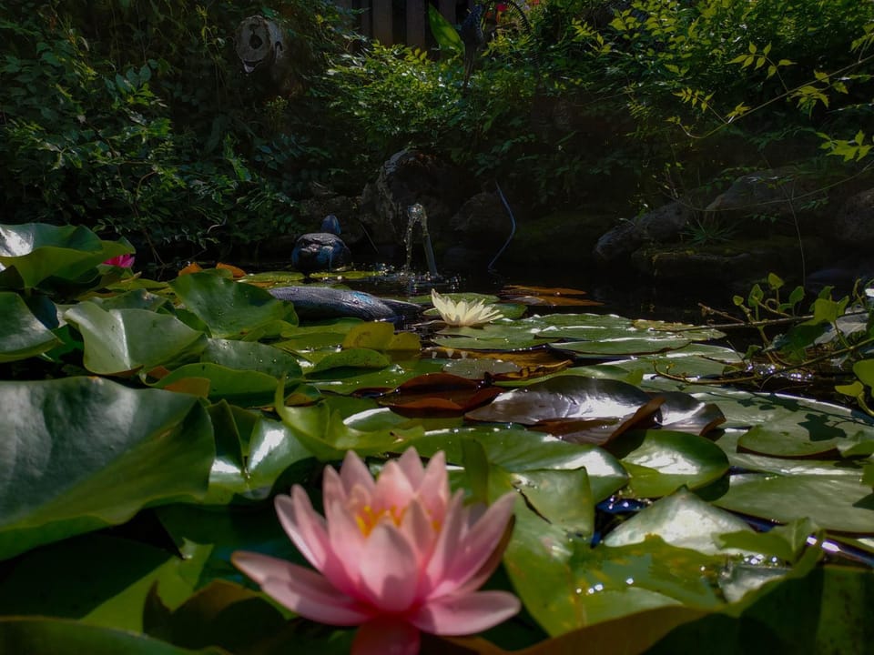 Natural landscape, Garden, Lake view