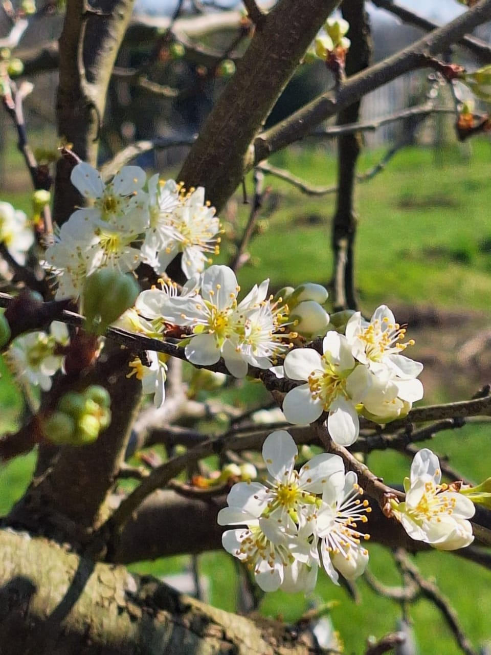 Spring