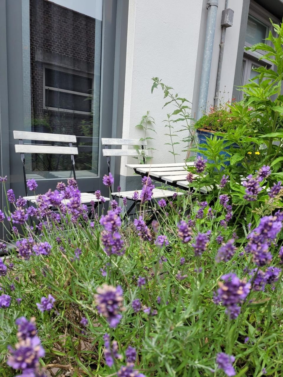 Garden view