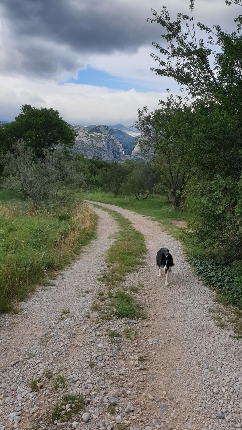 Natural landscape, Hiking, Animals, Pets