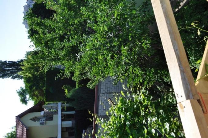 Dacha v Arkadii Bed and Breakfast in Odessa