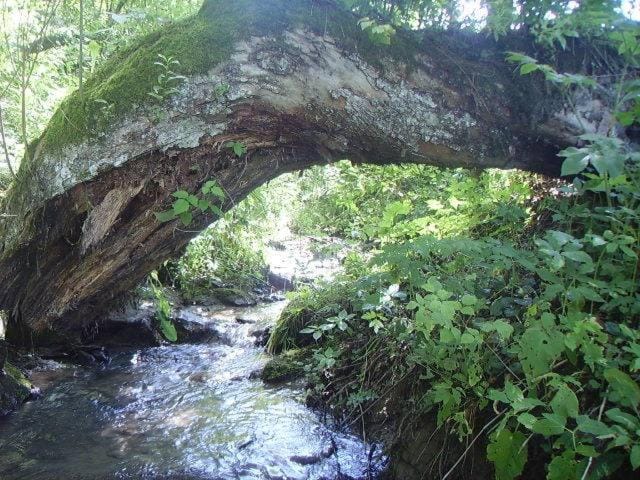Natural landscape