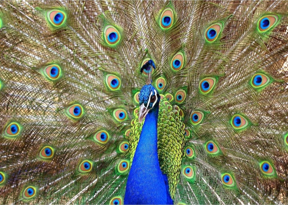 Animals