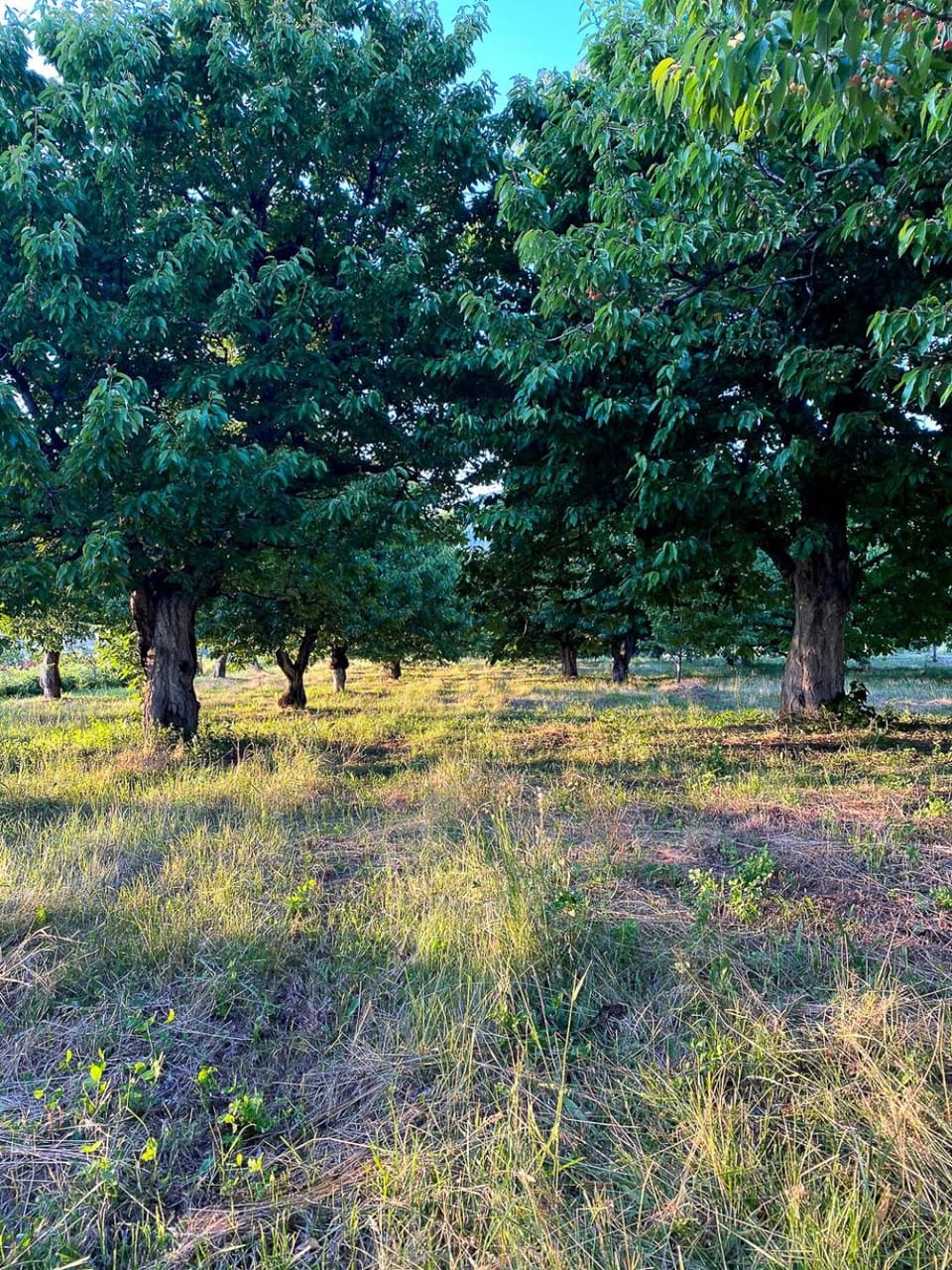 Nearby landmark, Garden, Family