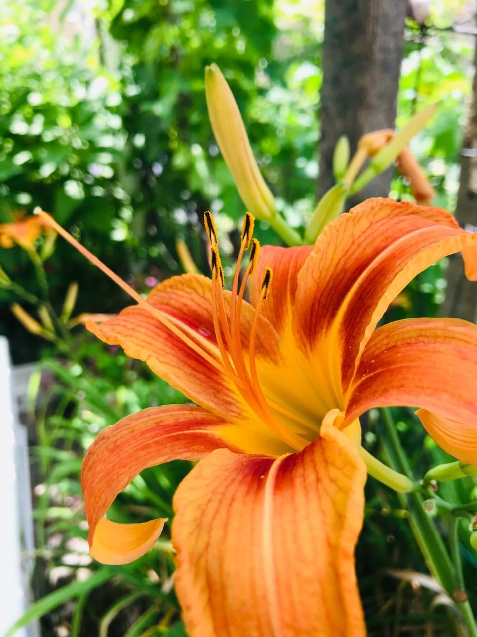 Summer, Garden