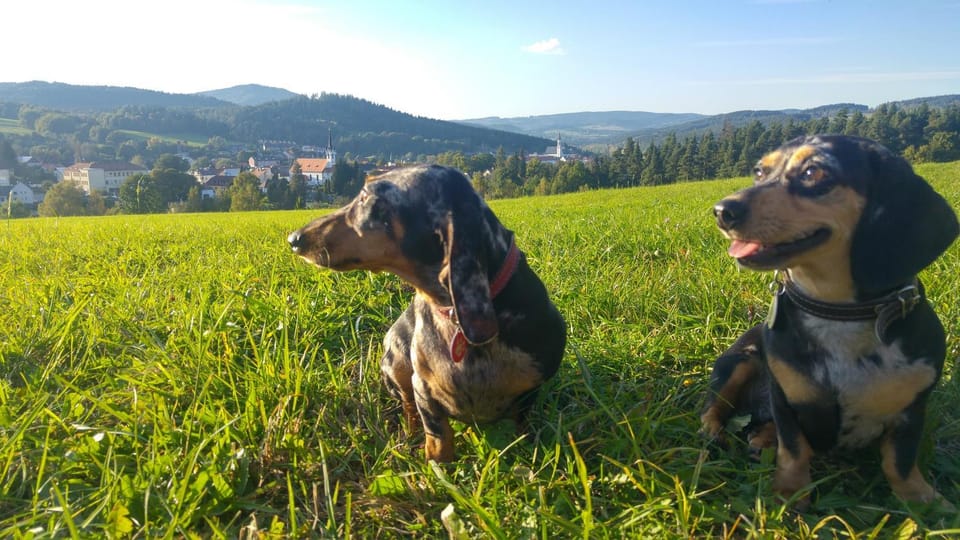 Day, Natural landscape, Summer, Pets