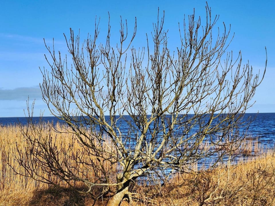 Lake view