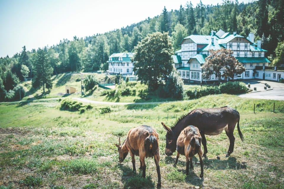 Property building, Off site, Animals