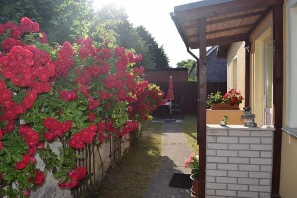 Patio, Garden