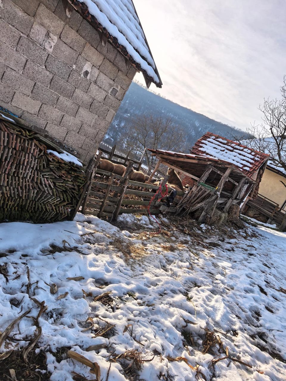 Породично газдинство Вучићевић Porodično gazdinstvo Vučićević Apartment in Zlatibor District, Serbia
