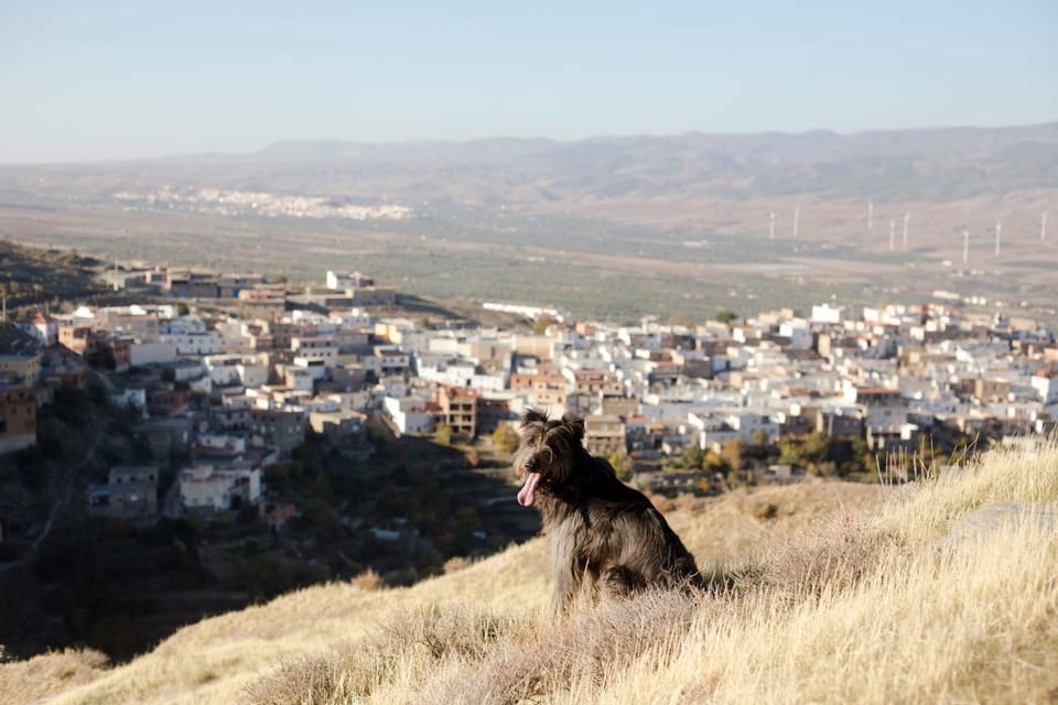 Natural landscape, Hiking, Pets
