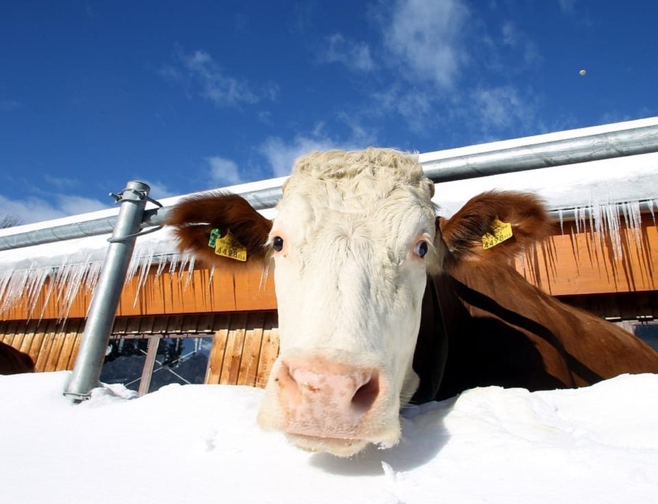 Winter, Animals