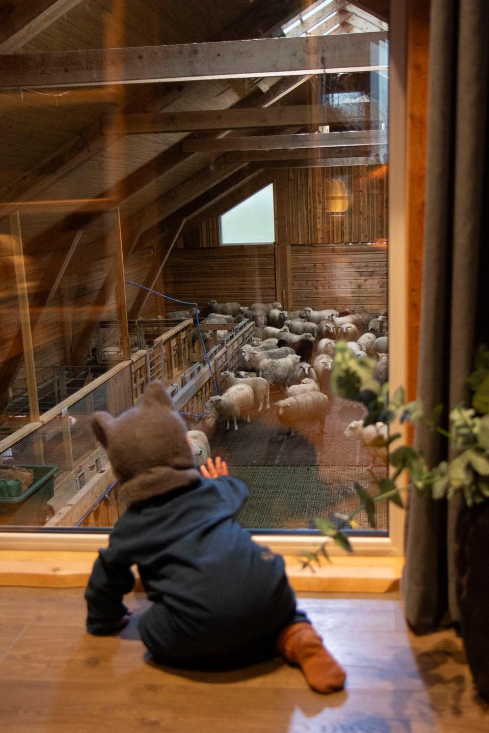 View (from property/room), Animals