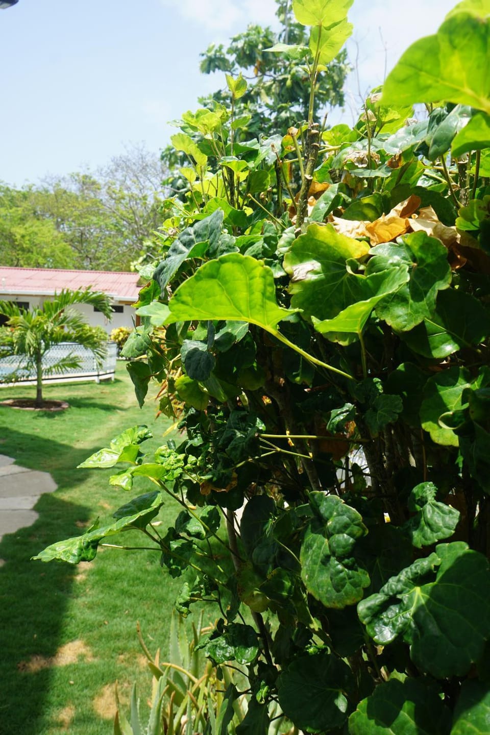 Cozy Cottage Posada Turistica Bed and Breakfast in San Andrés and Providencia