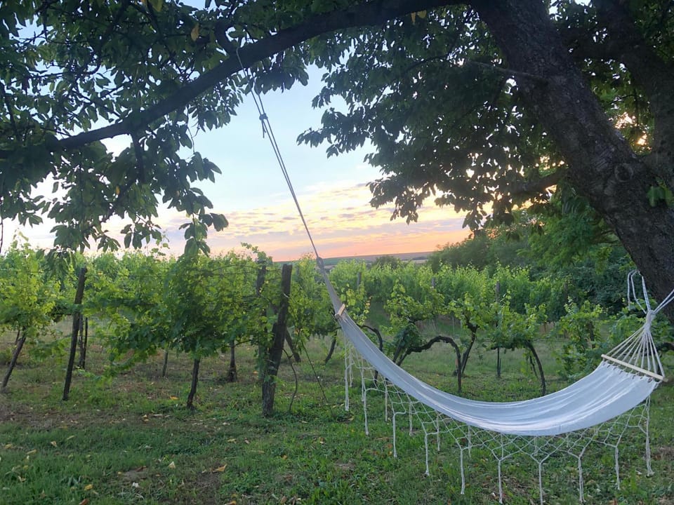 Natural landscape, Garden, Garden view, Sunset