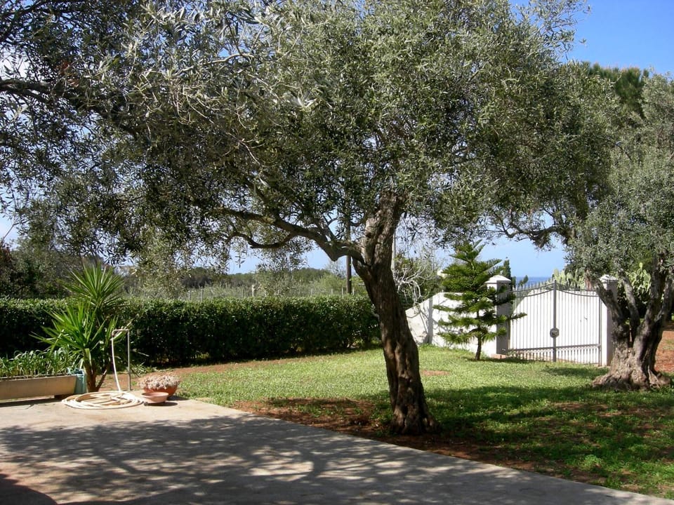 Spring, Day, Garden, Garden view