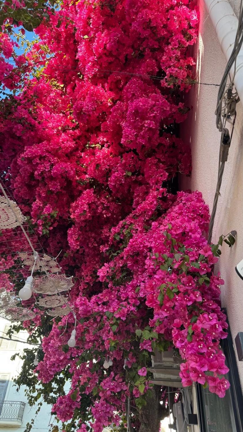 Le bougainvillea 1 Apartment in Lombardy