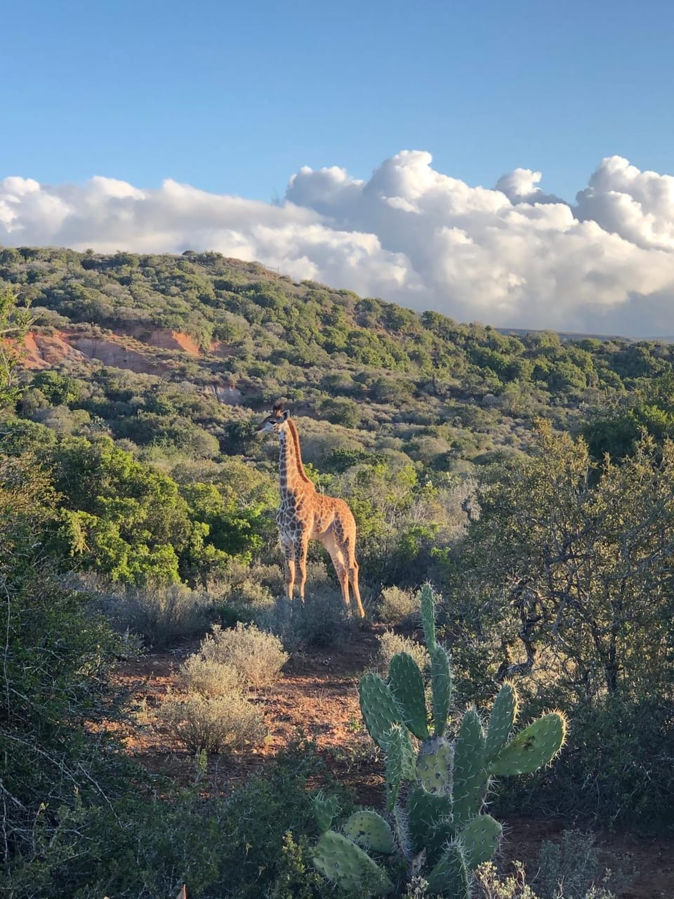 Natural landscape, Animals