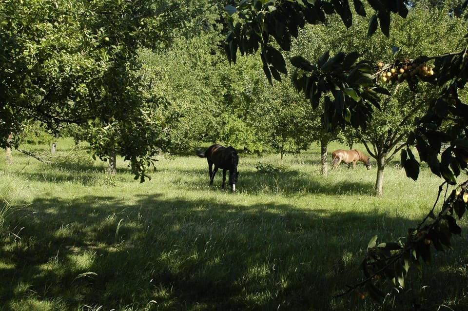 Natural landscape, Horse-riding, Animals
