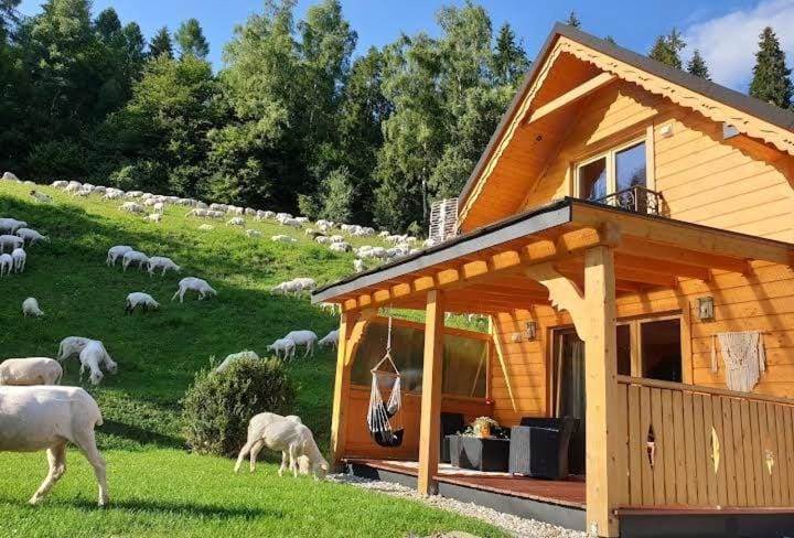 Garden, Animals, Pets