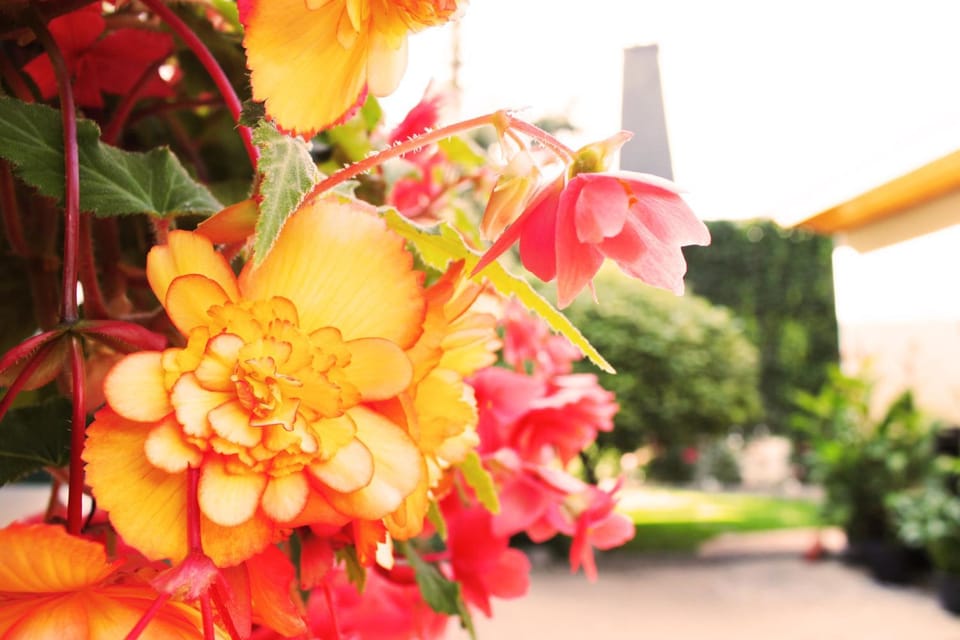 Garden view