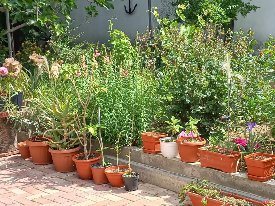Garden view