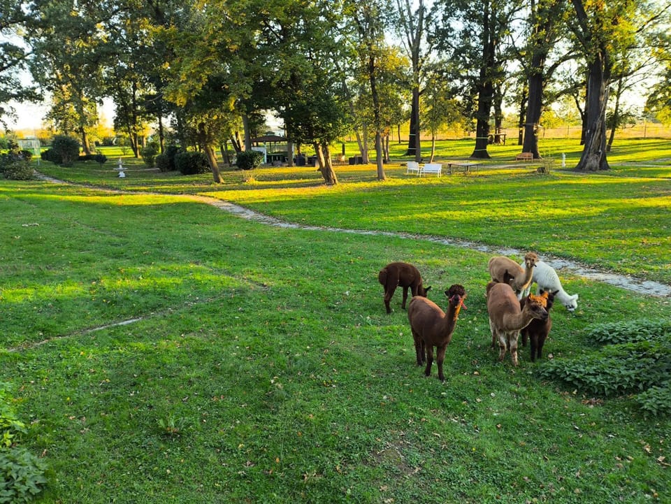 Animals, Pets