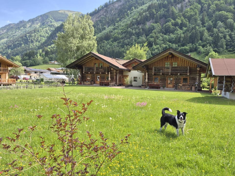 Property building, Animals