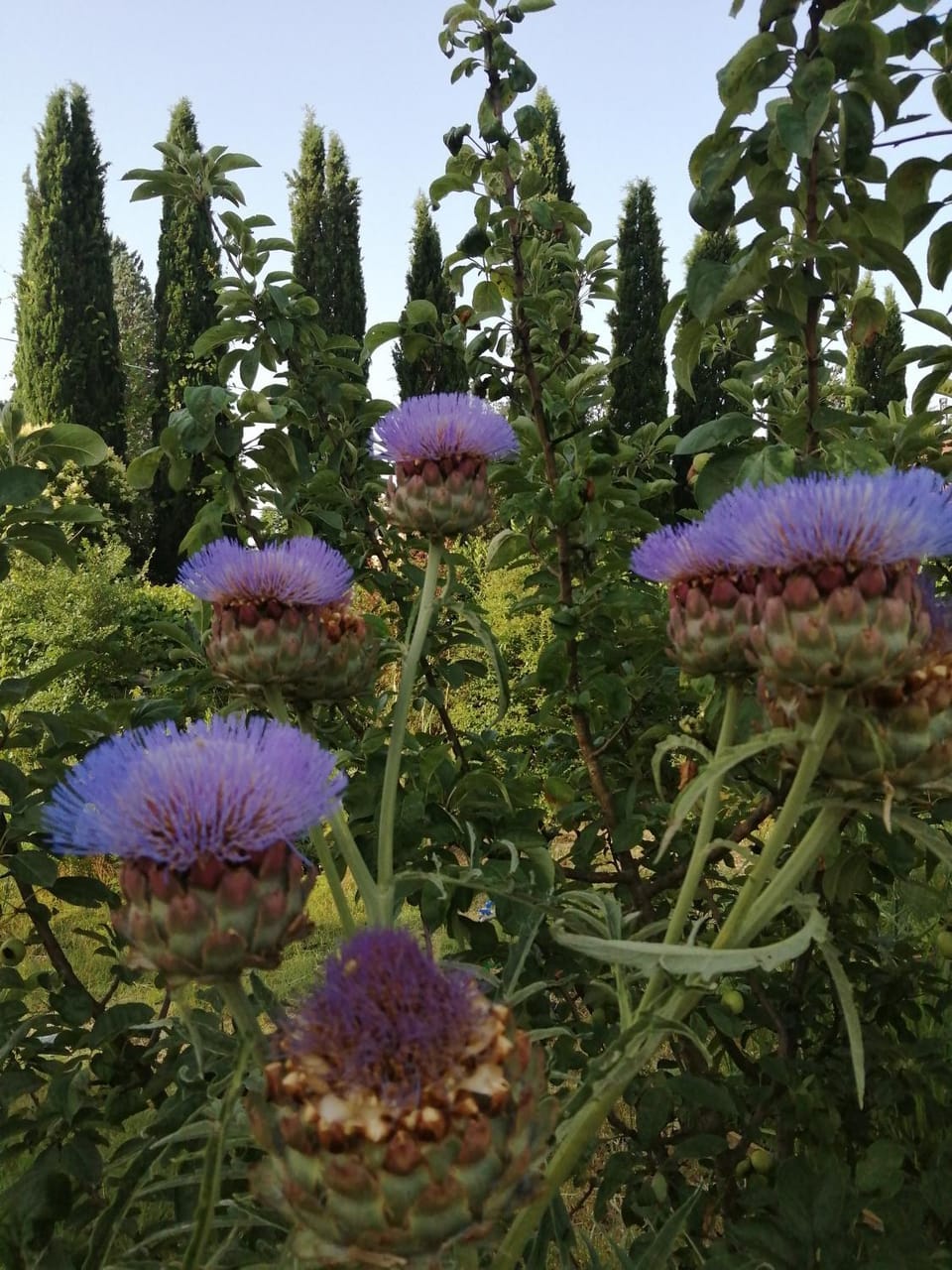 B&B La Giara di Assisi Bed and Breakfast in Umbria