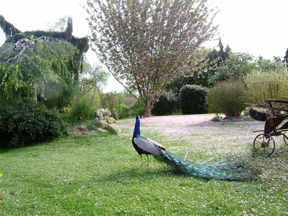 Garden, Animals