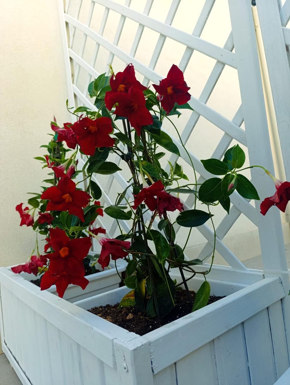 Day, Garden view