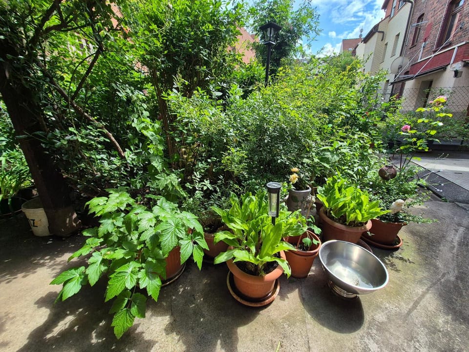 Patio, Garden