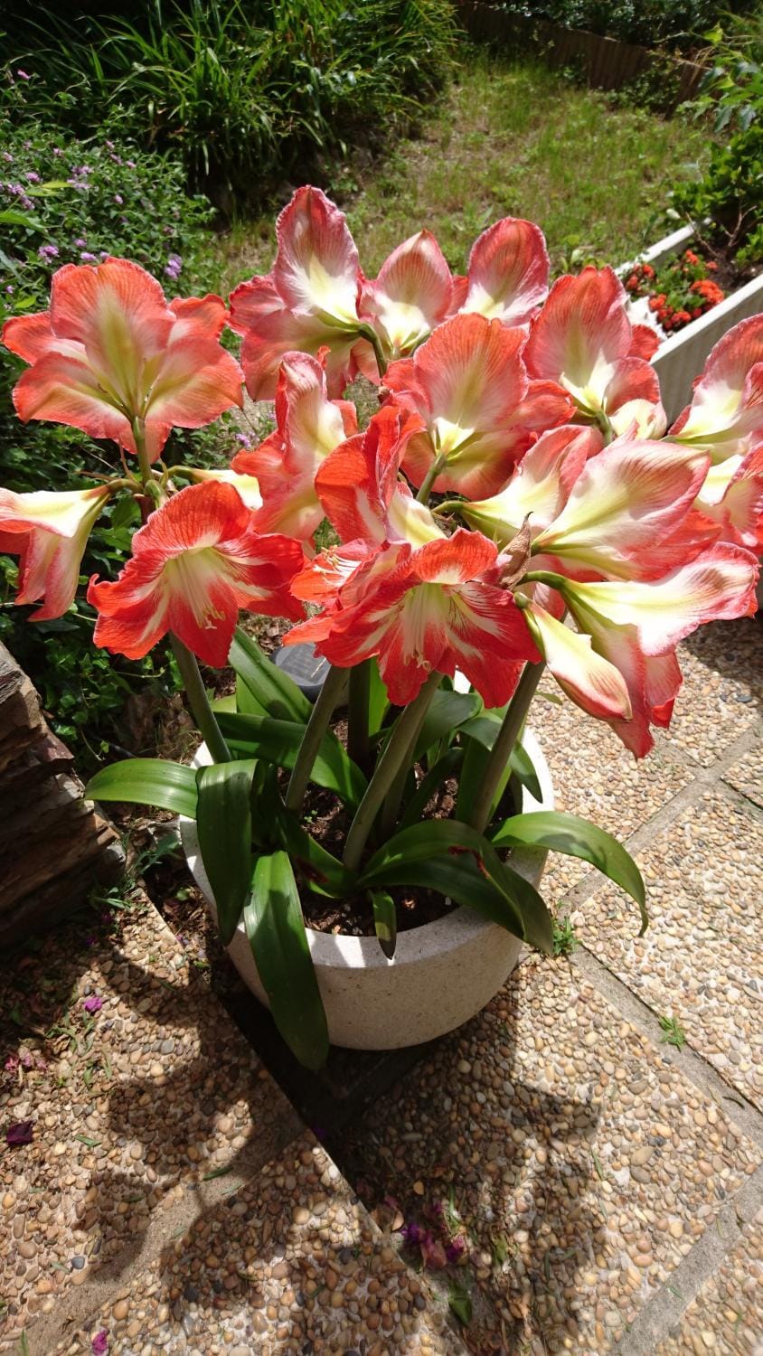 Garden, Garden