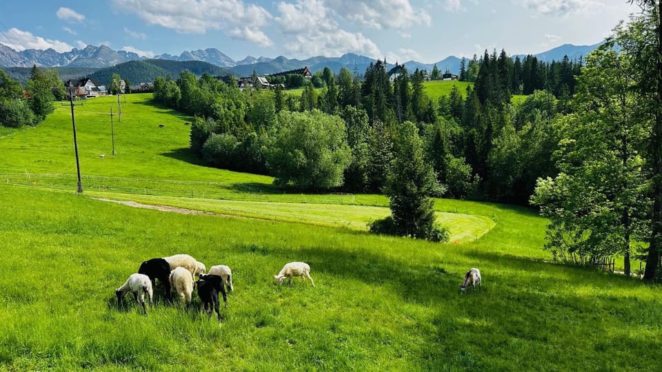 Natural landscape, Animals, Mountain view