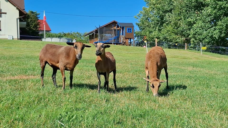 Garden, Animals