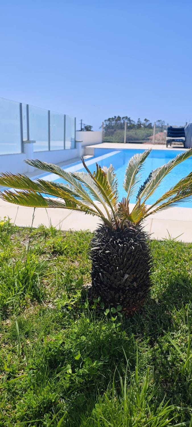 Garden view, Pool view, Swimming pool